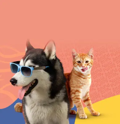 Husky de óculos escuros e gato laranja