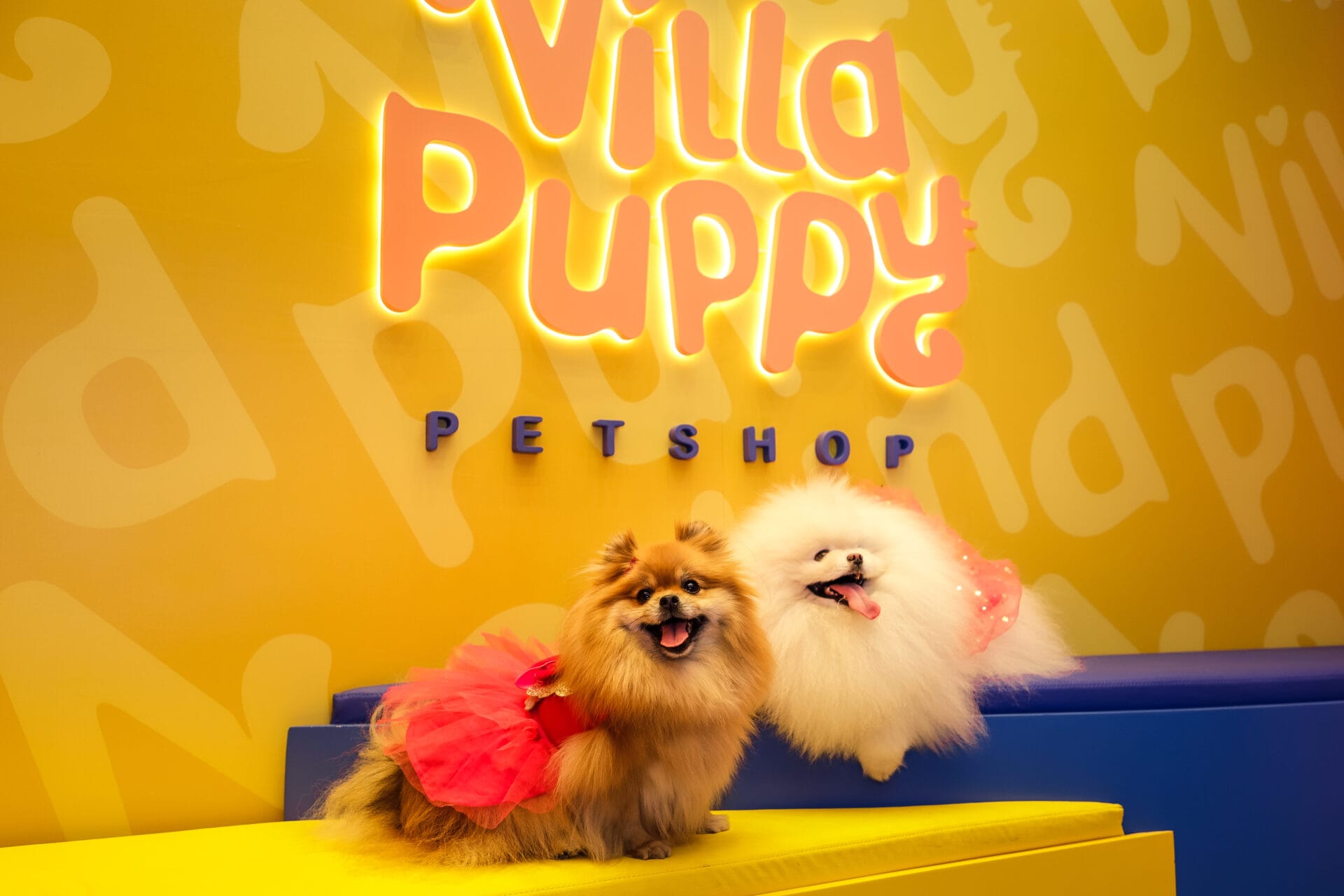 Dois filhotes de Spitz Alemão em frente ao letreiro da Villa Puppy Petshop