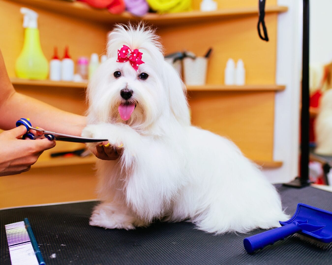 Maltês sendo tosado no banho e tosa da Villa Puppy