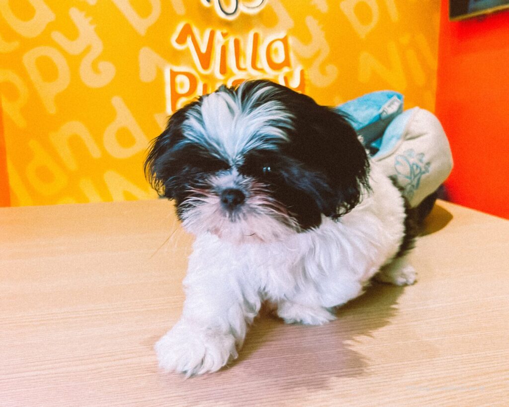 Filhotes com pedigree à venda na Villa Puppy Pet Shop em São Paulo