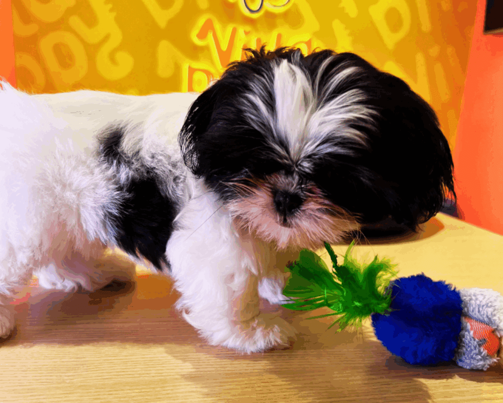 Filhotes de Shih Tzu saudáveis em Alto de Pinheiros no Puppy Spa da Villa Puppy Pet Shop.