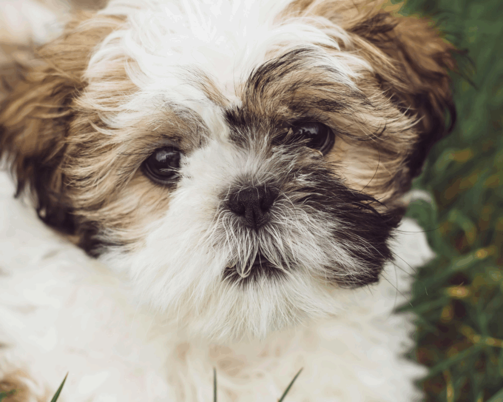 Filhote de Shih Tzu com pelagem sedosa no Puppy Spa da Villa Puppy Pet Shop, SP.