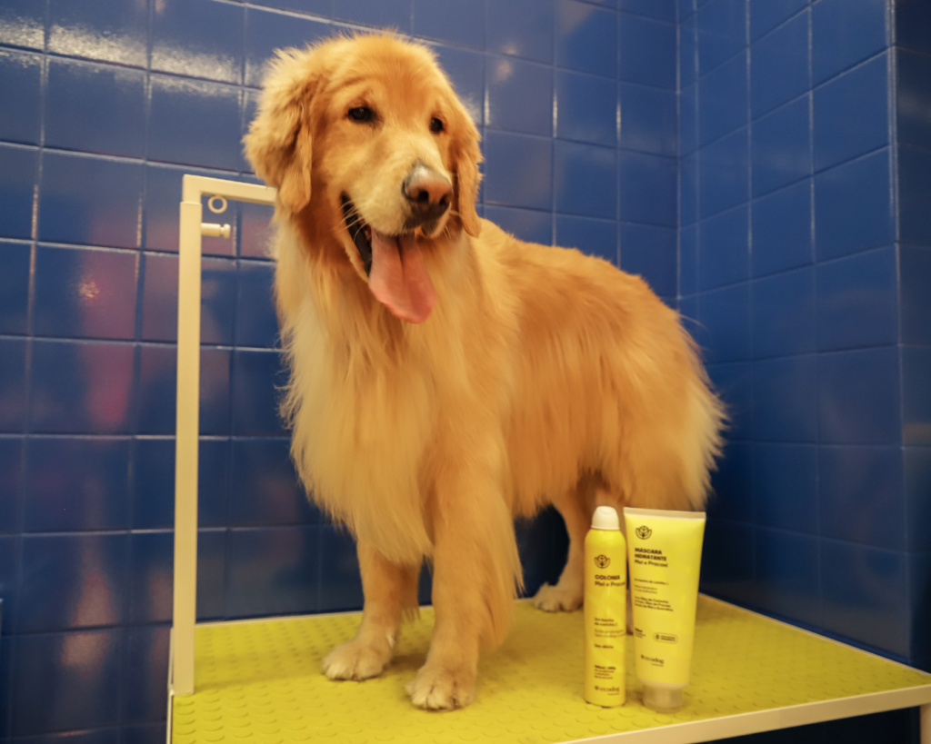 Cão de pequeno porte recebendo banho premium em Alto de Pinheiros no Shopping VillaLobos