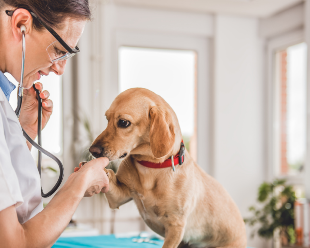 Veterinário realizando consulta preventiva em filhote no Shopping VillaLobos em Alto de Pinheiros