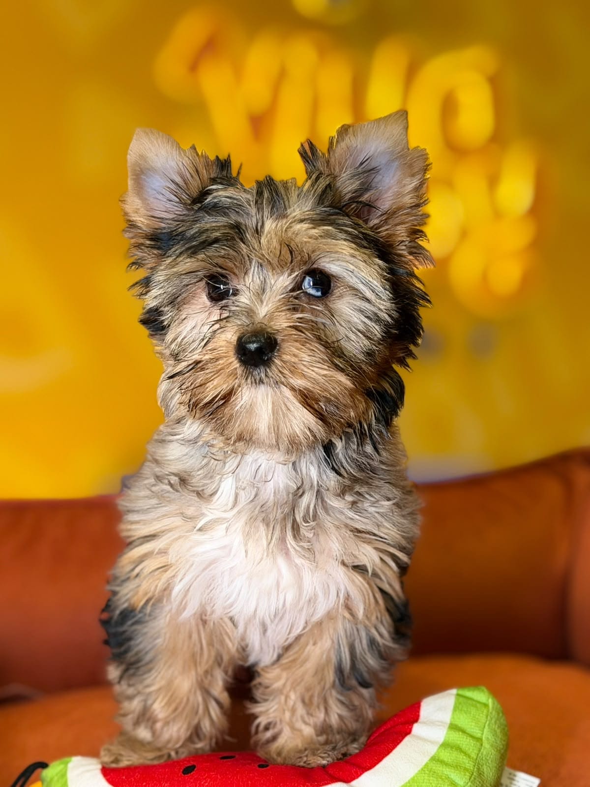 Filhote de Yorkshire Terrier