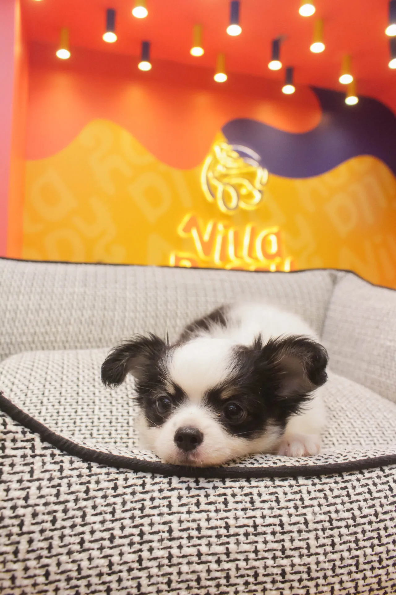 Filhote deitado na caminha em frente ao painel da Villa Puppy